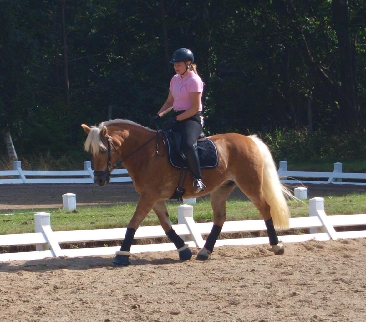 Tyroler Haflinger April (min mor's) billede 11