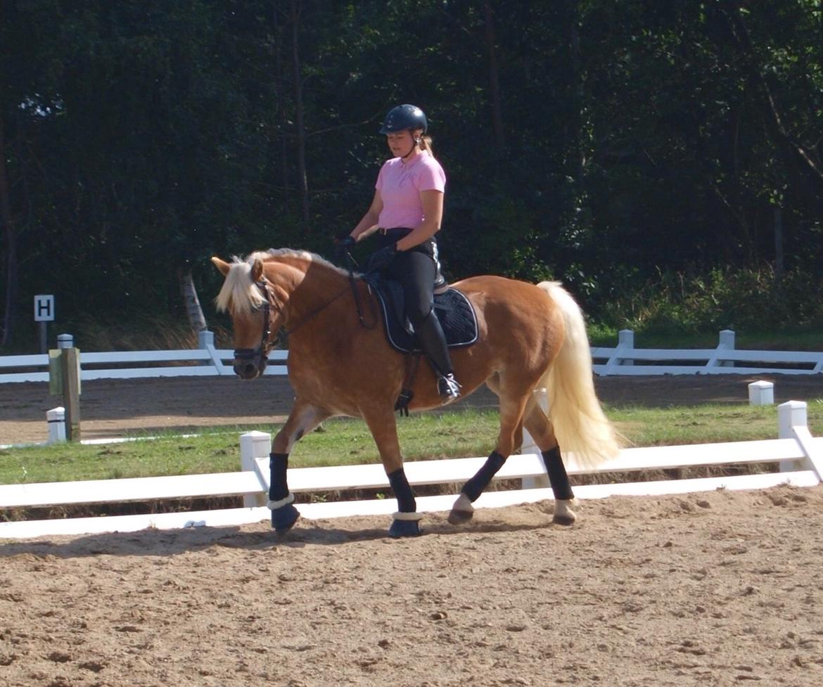 Tyroler Haflinger April (min mor's) billede 12