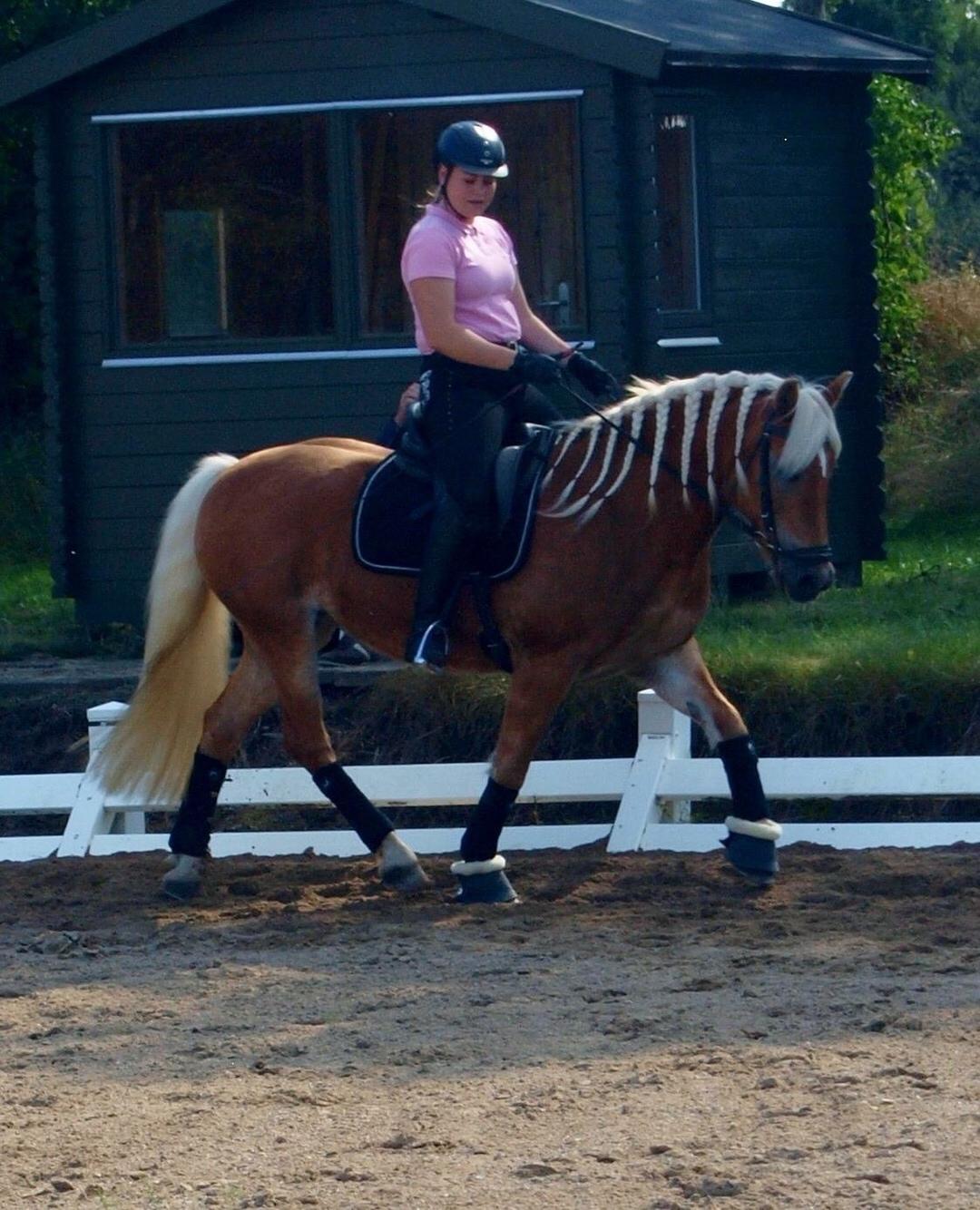 Tyroler Haflinger April (min mor's) billede 15