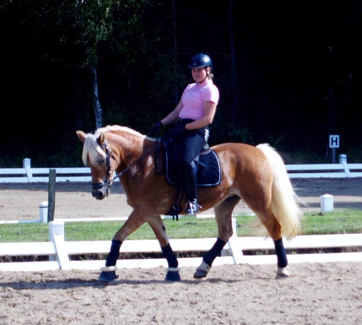 Tyroler Haflinger April (min mor's) billede 18