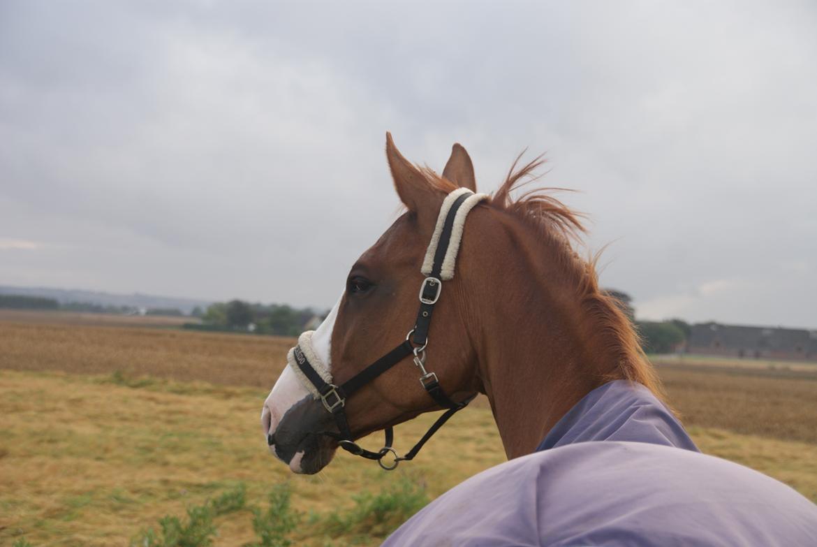 Trakehner Heywood af Lykkebo billede 4