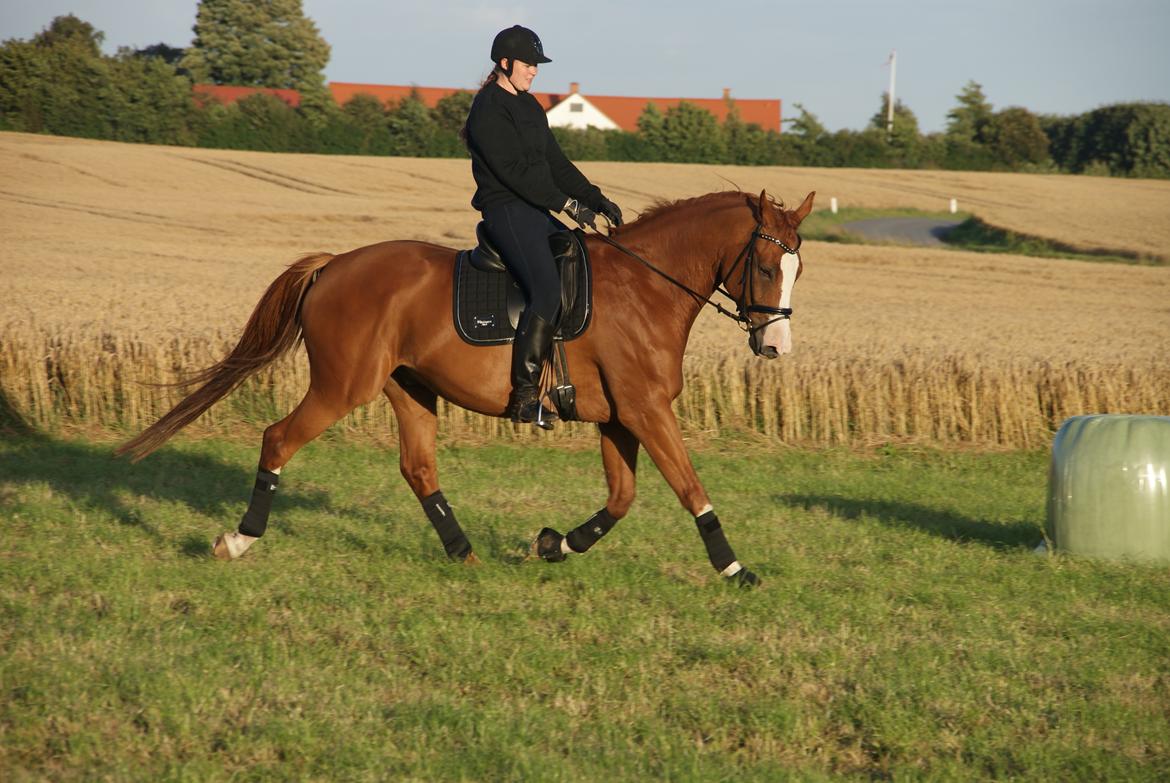 Trakehner Heywood af Lykkebo billede 14