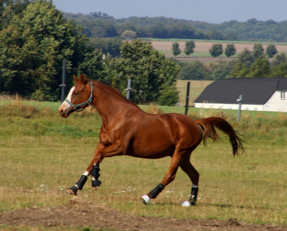 Trakehner Heywood af Lykkebo billede 15