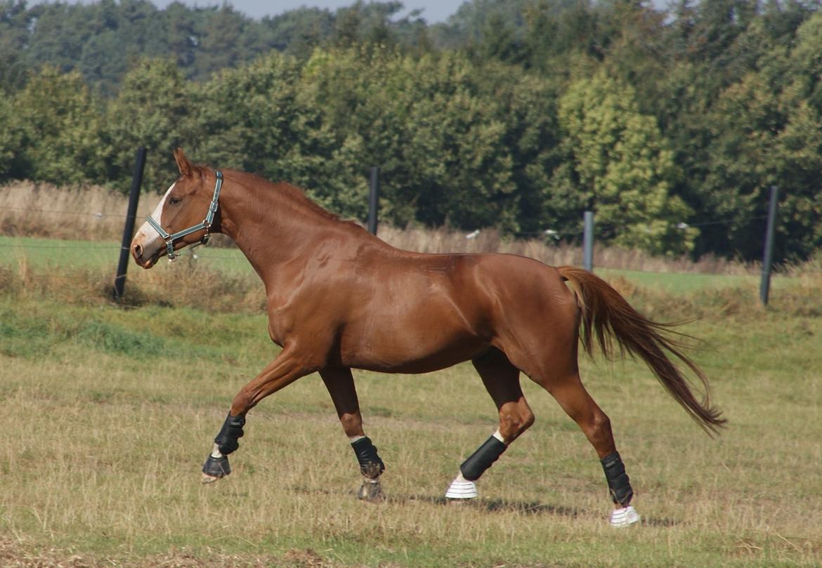 Trakehner Heywood af Lykkebo billede 16