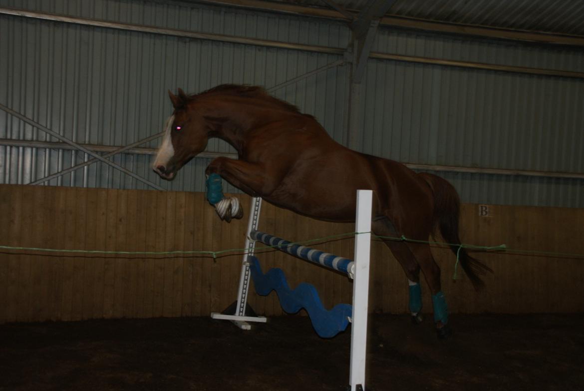 Trakehner Heywood af Lykkebo billede 18