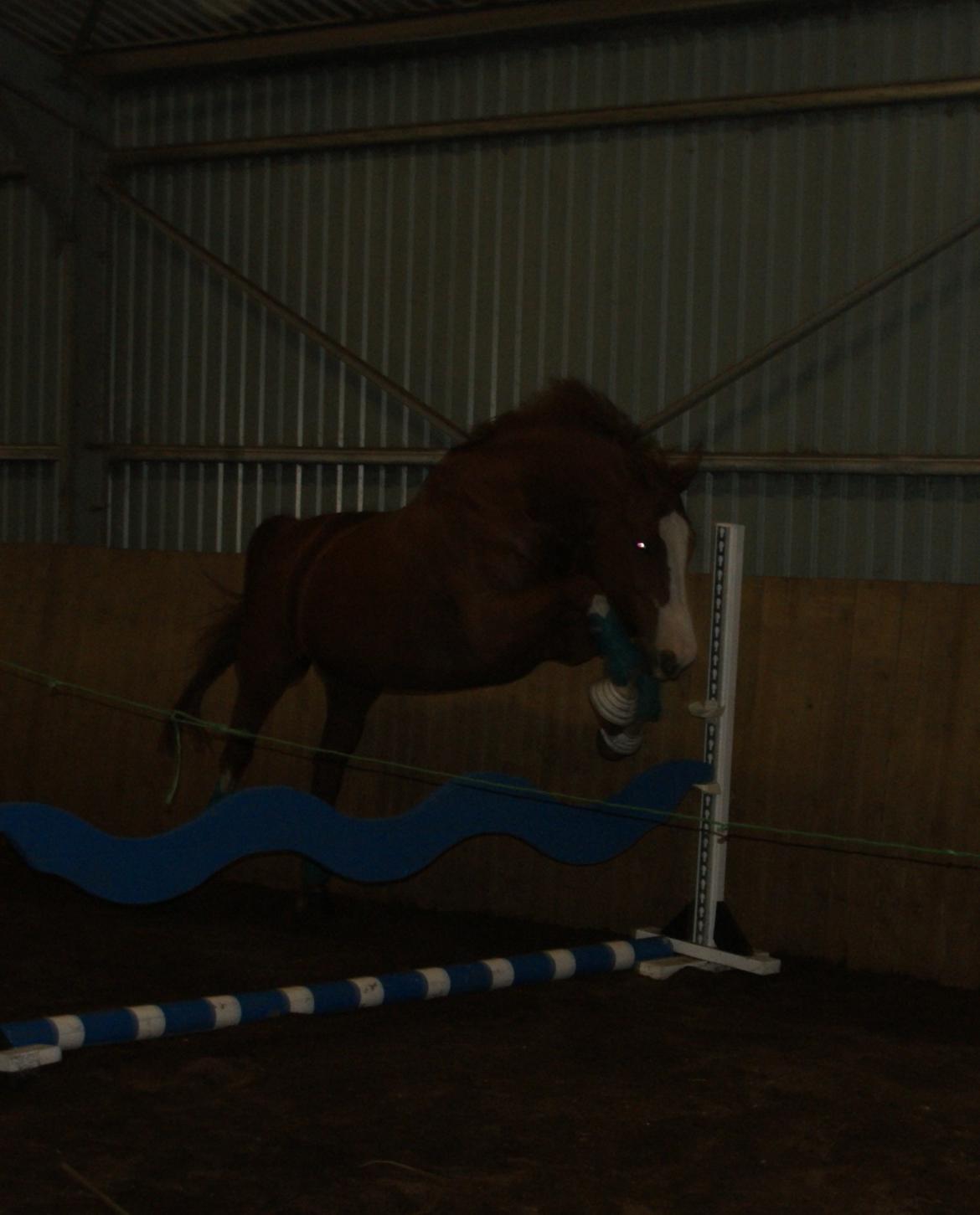 Trakehner Heywood af Lykkebo billede 19