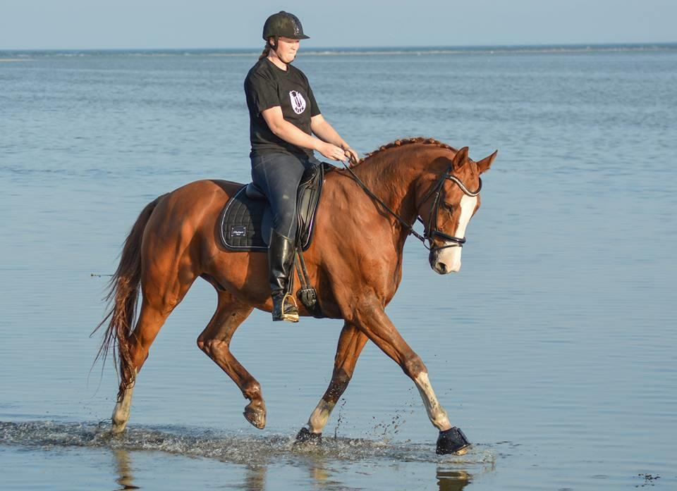 Trakehner Heywood af Lykkebo billede 1