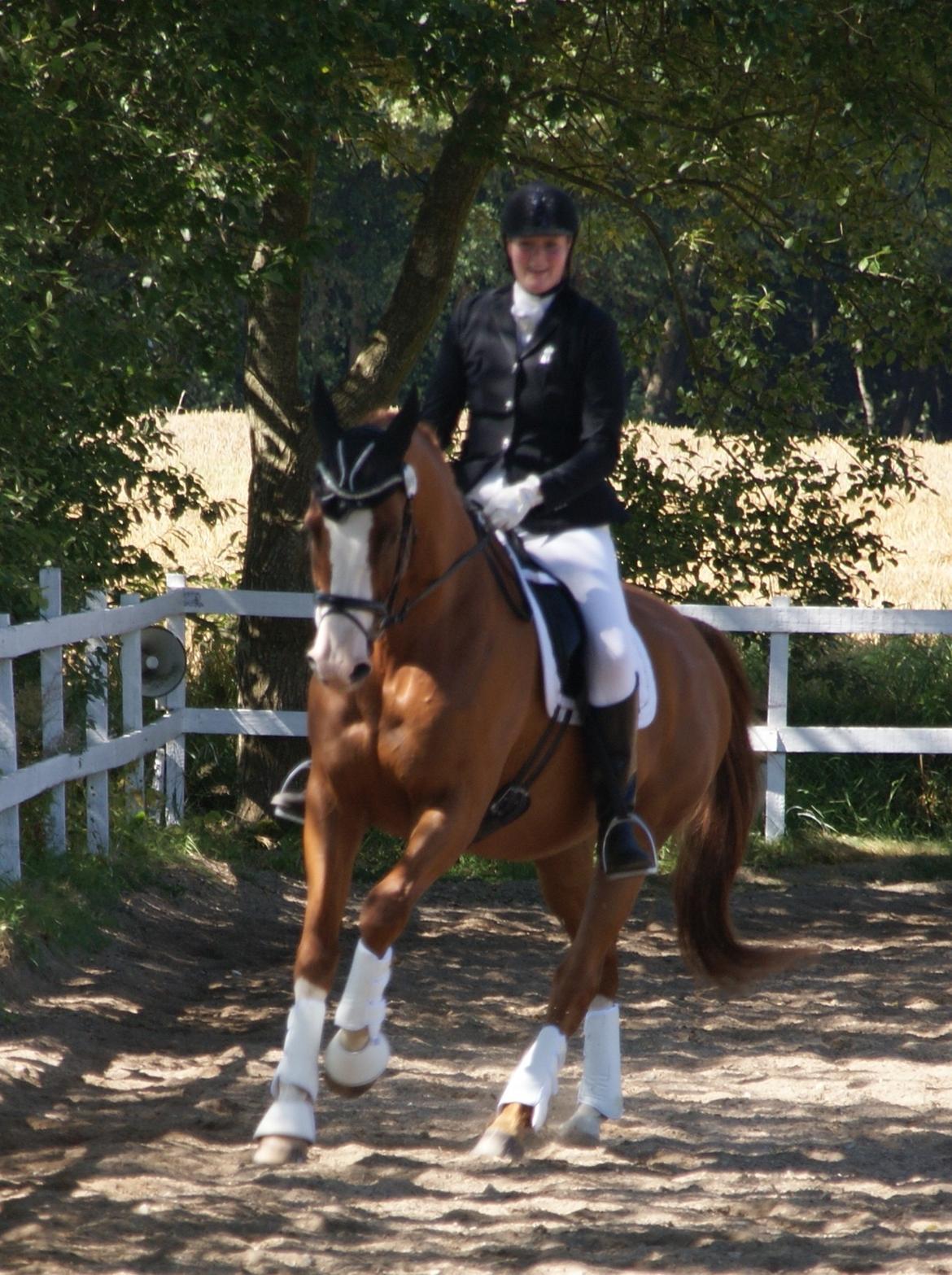 Trakehner Heywood af Lykkebo billede 21