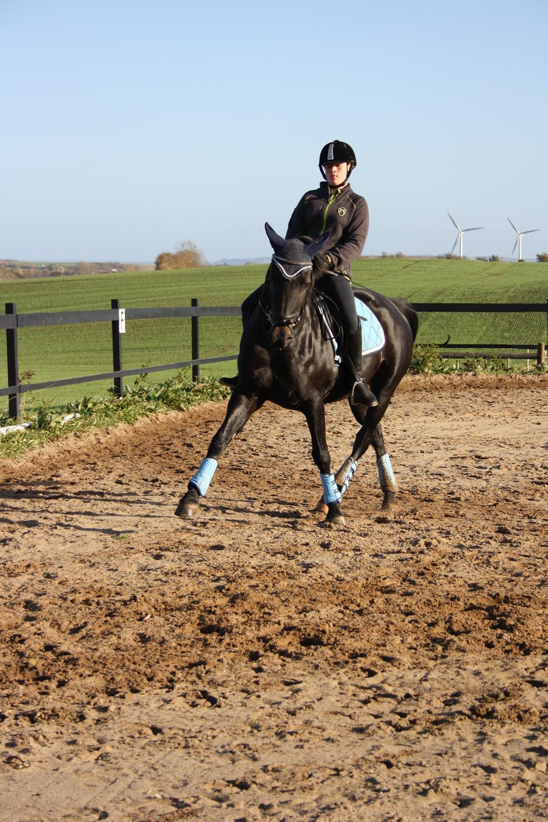 New Forest Elmholts Desiré - 29. oktober 2016 træning hjemme billede 16