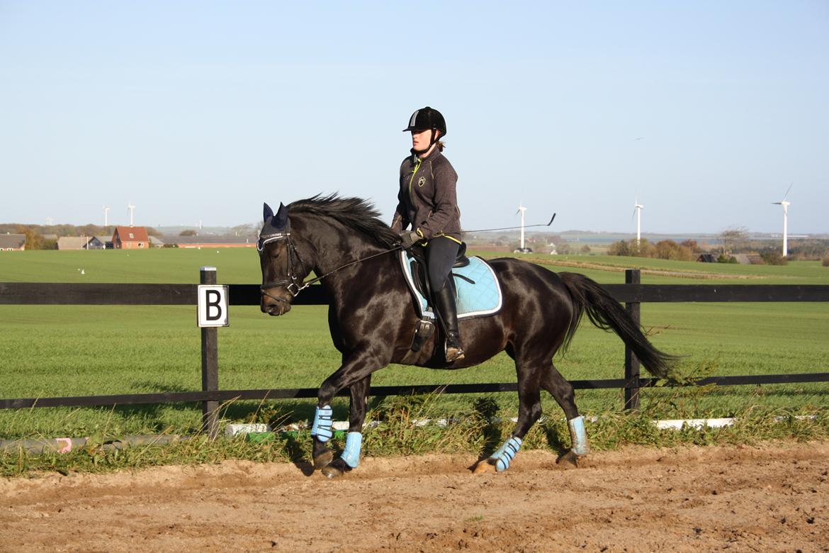 New Forest Elmholts Desiré - 29. oktober 2016 træning hjemme billede 18