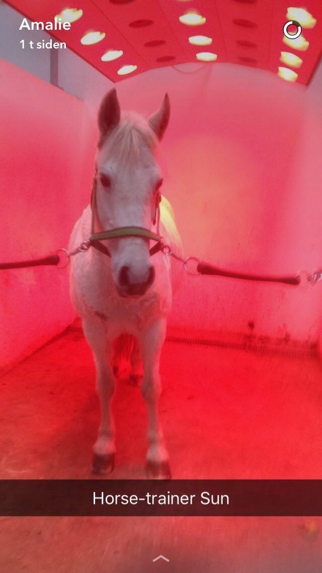 Anden særlig race Torpegaards Maddy billede 16