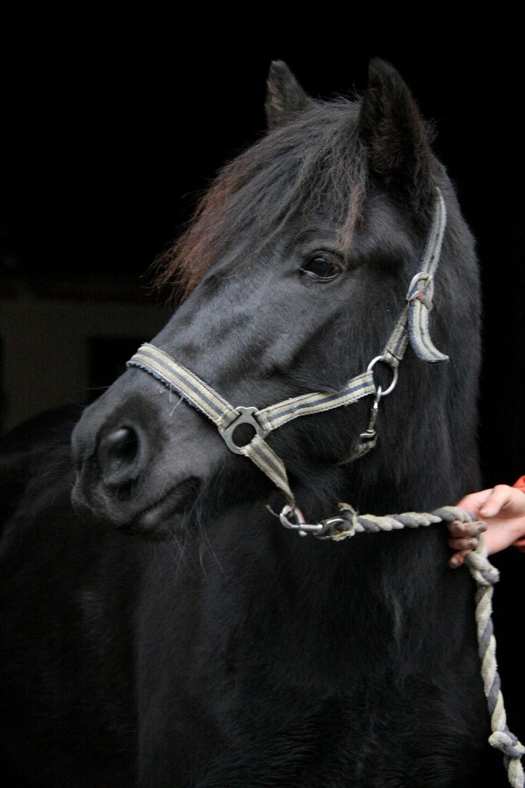 Islænder Flóra - Velkommen til Disen's profil! <3 Foto: AJM Foto 19.10.2016 billede 1