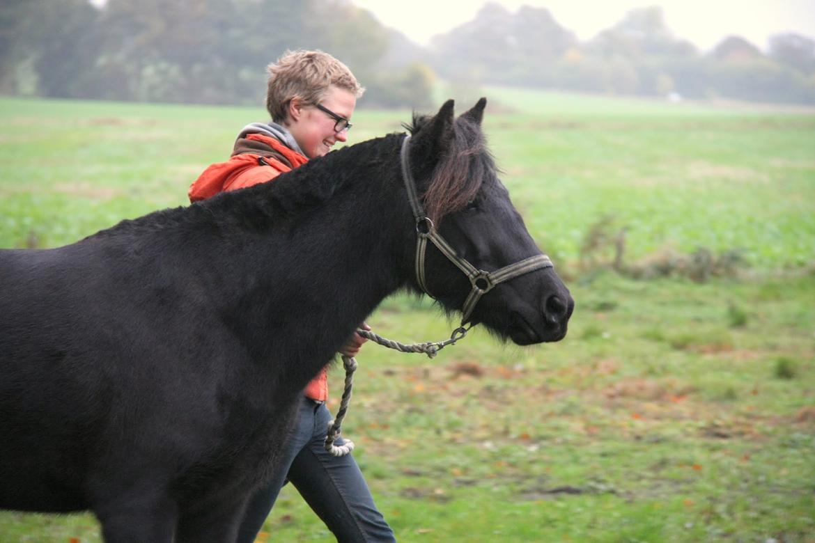 Islænder Flóra - Foto: AJM Foto 19.10.2016 billede 19