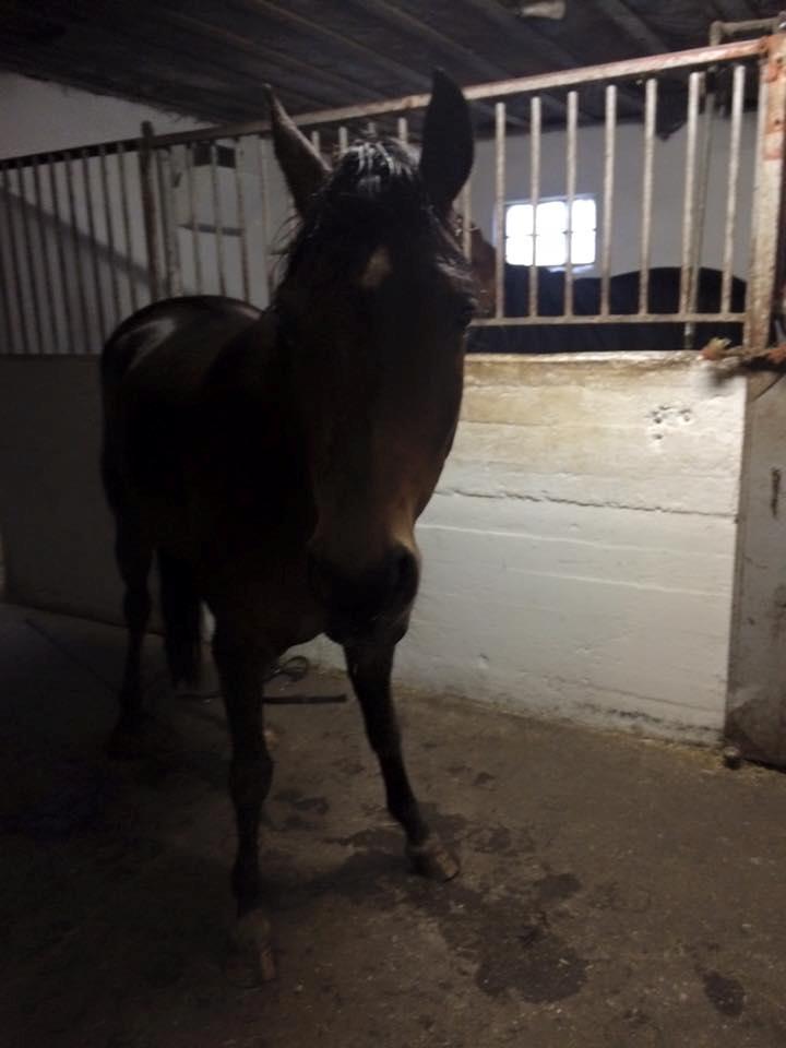 DSP Nagengaards lady madonna - jeg slap fri hahahahahaha billede 11