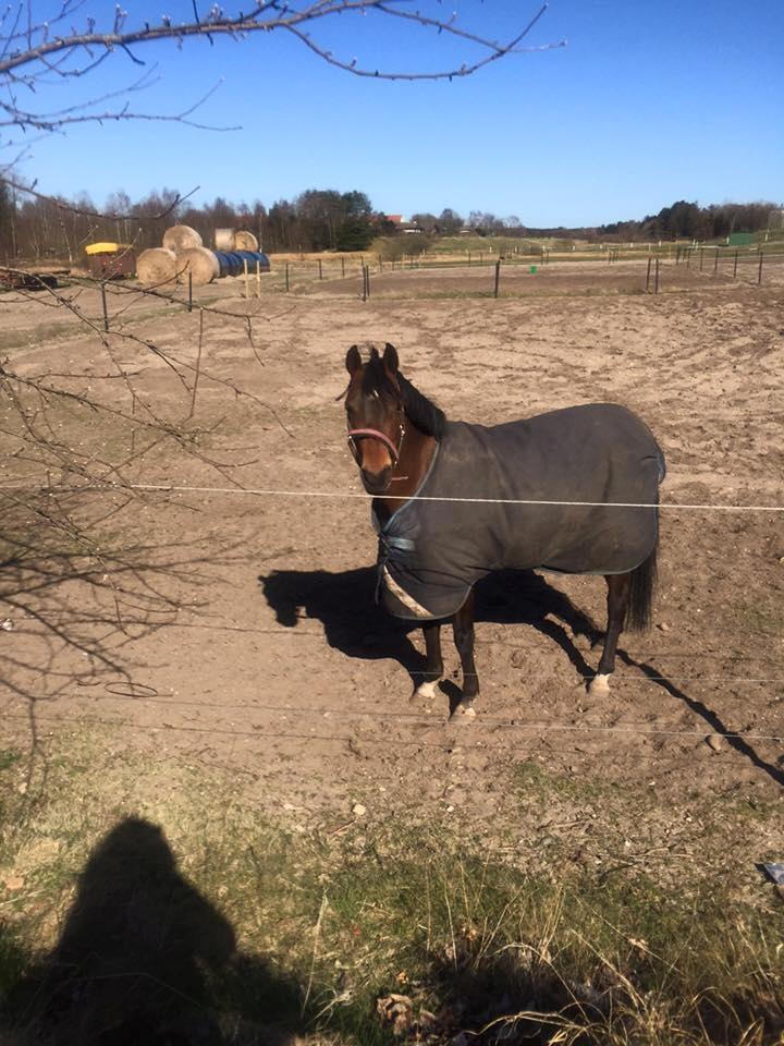 DSP Nagengaards lady madonna - err jeg ikke bare fin billede 12