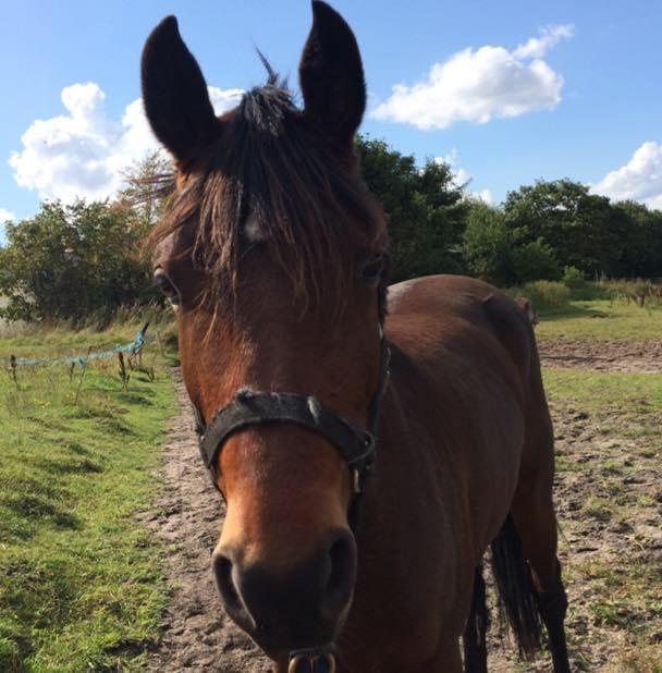 DSP Nagengaards lady madonna - den første dag medd madonna billede 13