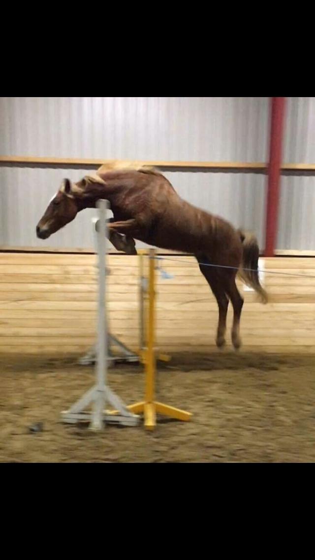 Anden særlig race Holly billede 3