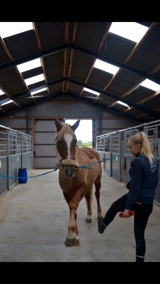 Anden særlig race Holly billede 6