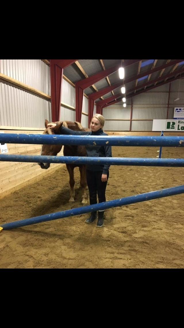 Anden særlig race Holly billede 2