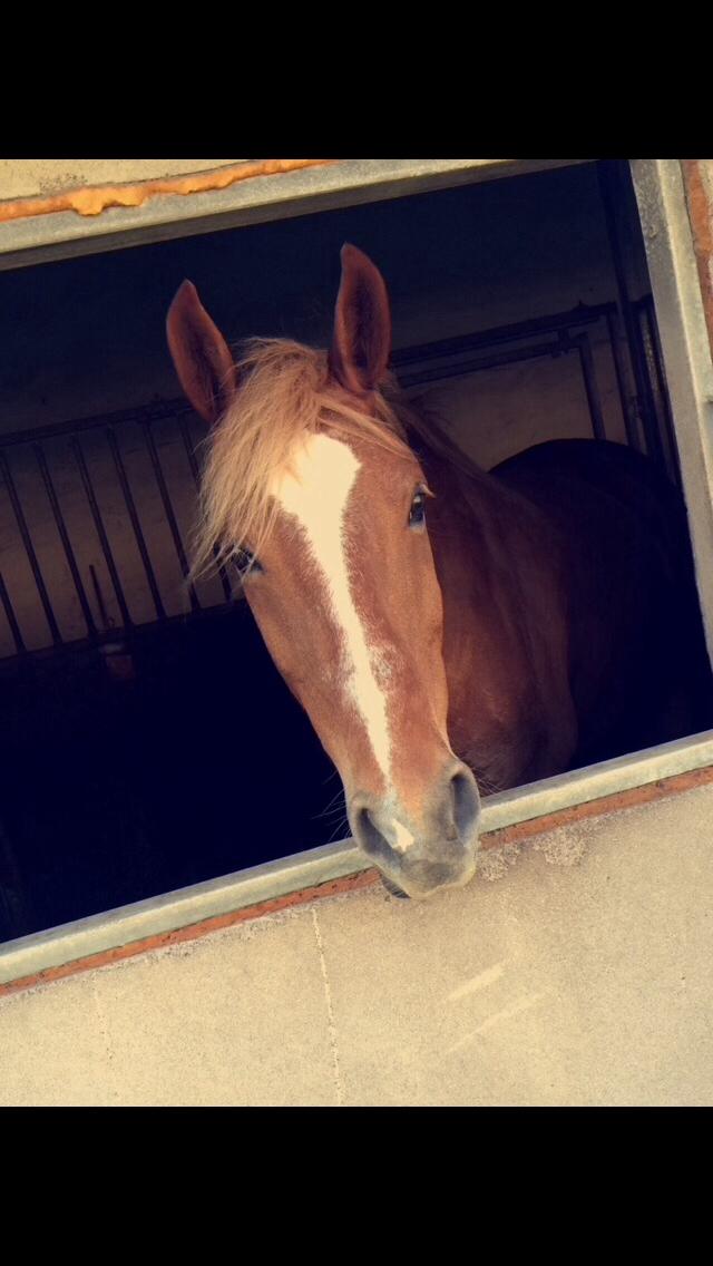 Anden særlig race Holly billede 9