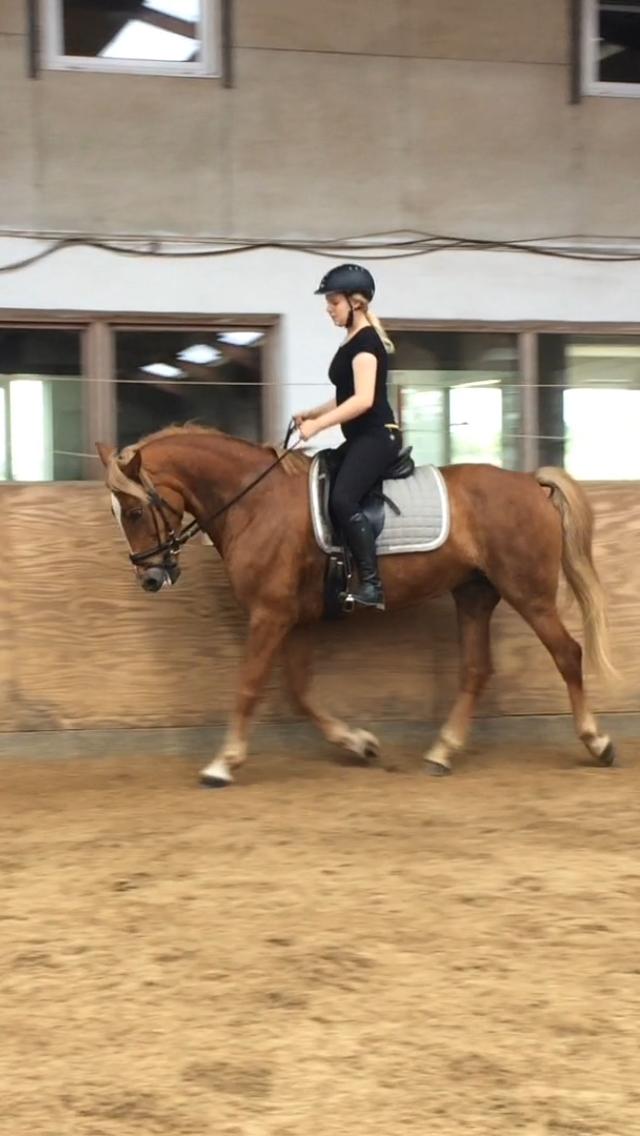 Anden særlig race Holly billede 11