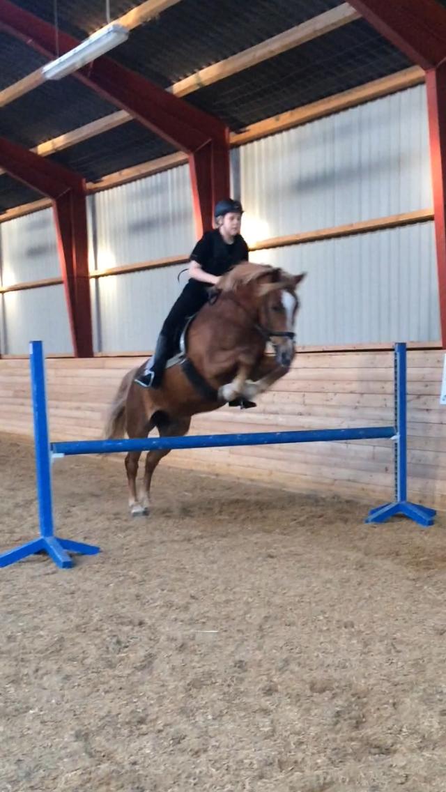 Anden særlig race Holly billede 12