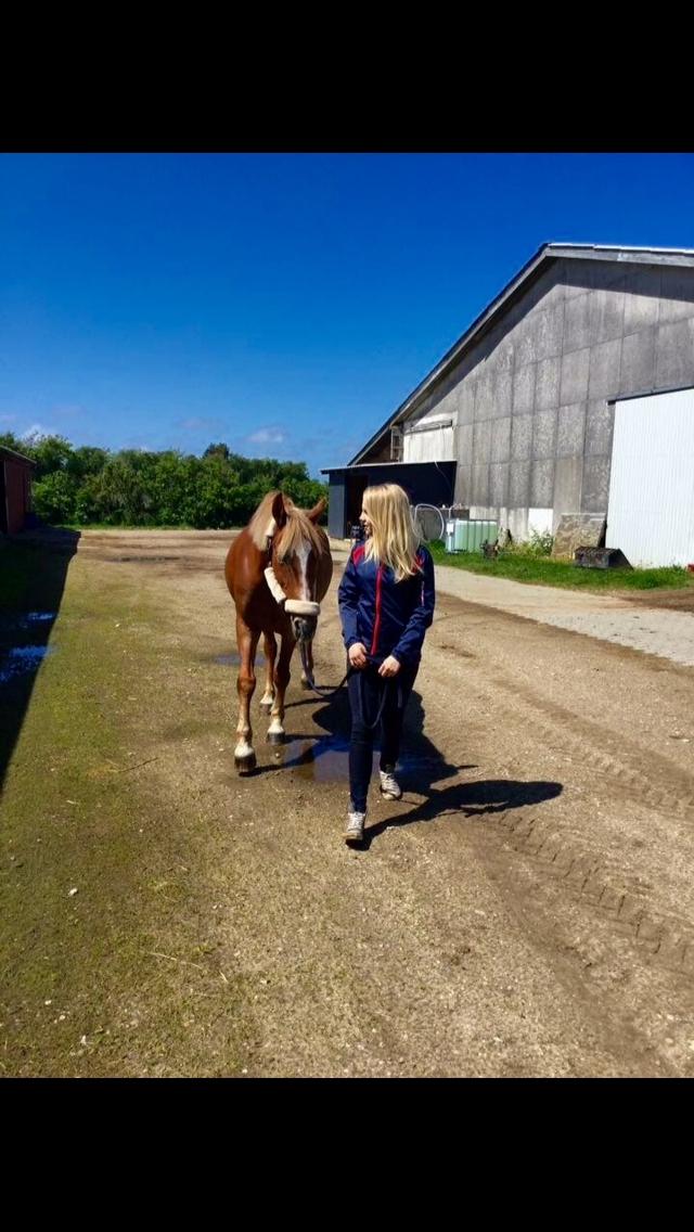 Anden særlig race Holly billede 14