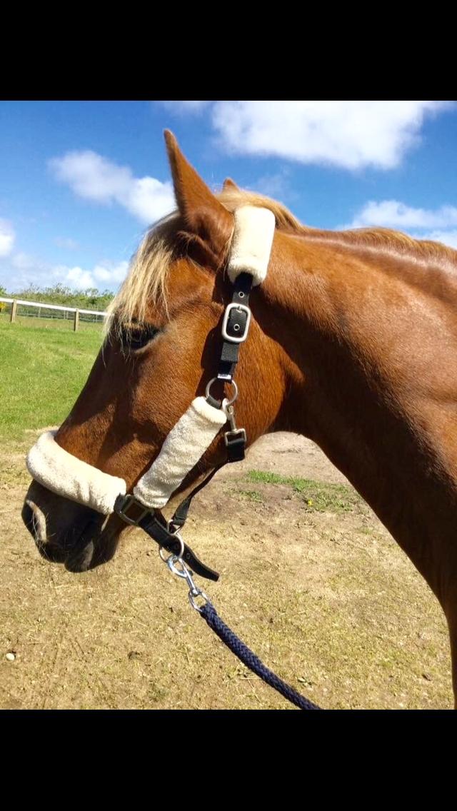 Anden særlig race Holly billede 10