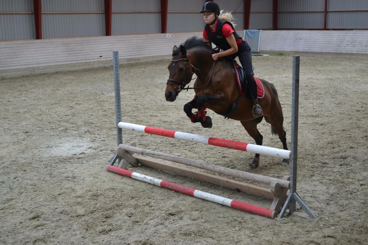 Dansk Varmblod Lakeisha billede 2