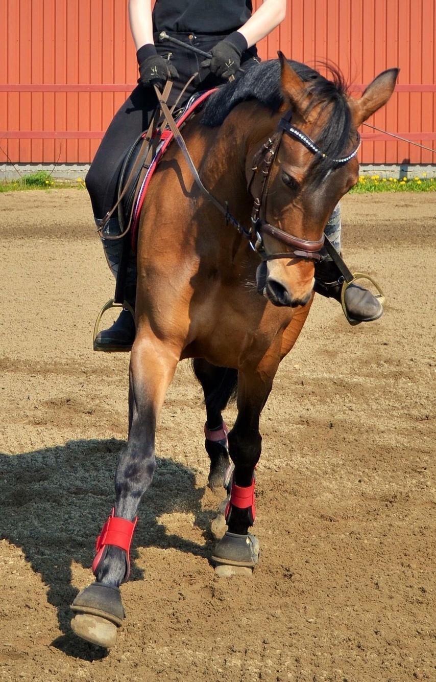 Dansk Varmblod Lakeisha billede 3