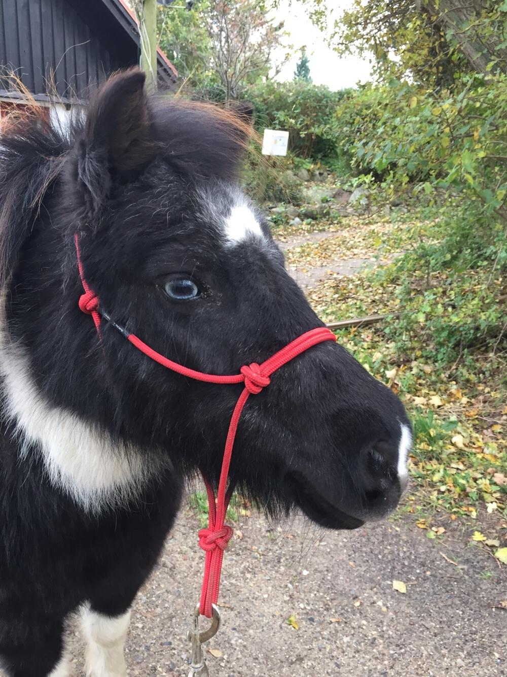 Shetlænder Olivia - Skatten <3 (Himmelhest) billede 18