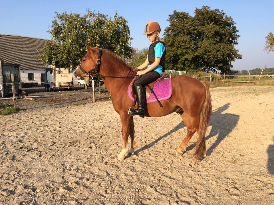 Welsh Mountain (sec A) Melanders Royal Dream - Dream nu som ridepony =) billede 45