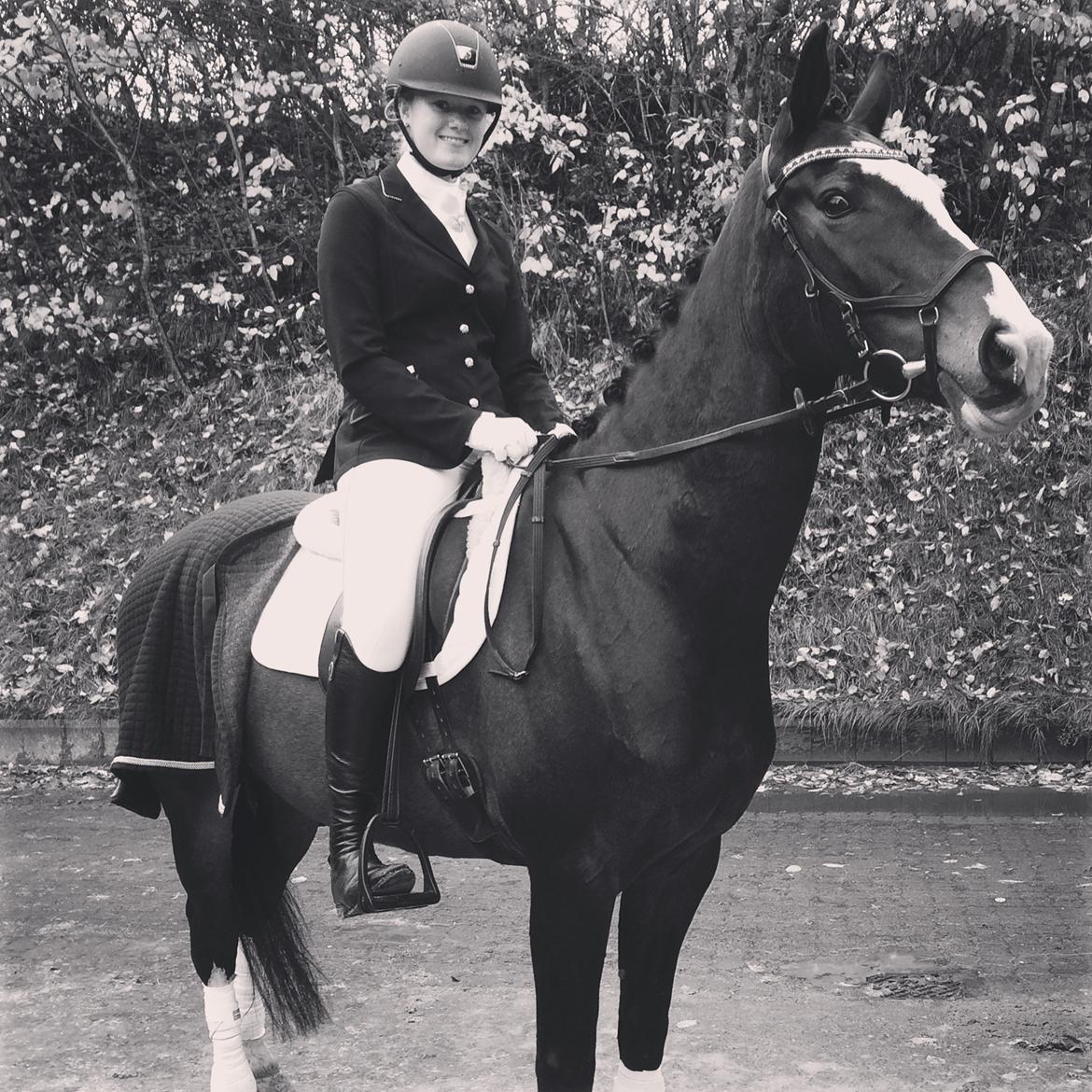 Hollandsk Varmblod Zarona R.I.P  billede 19