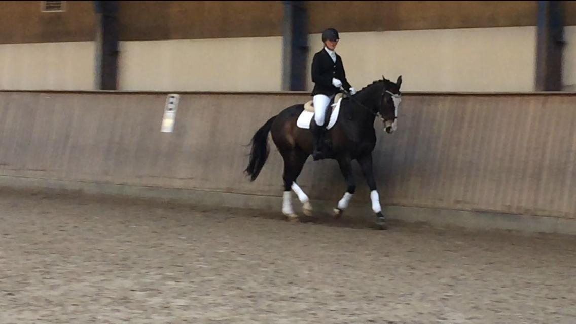 Hollandsk Varmblod Zarona R.I.P  billede 36