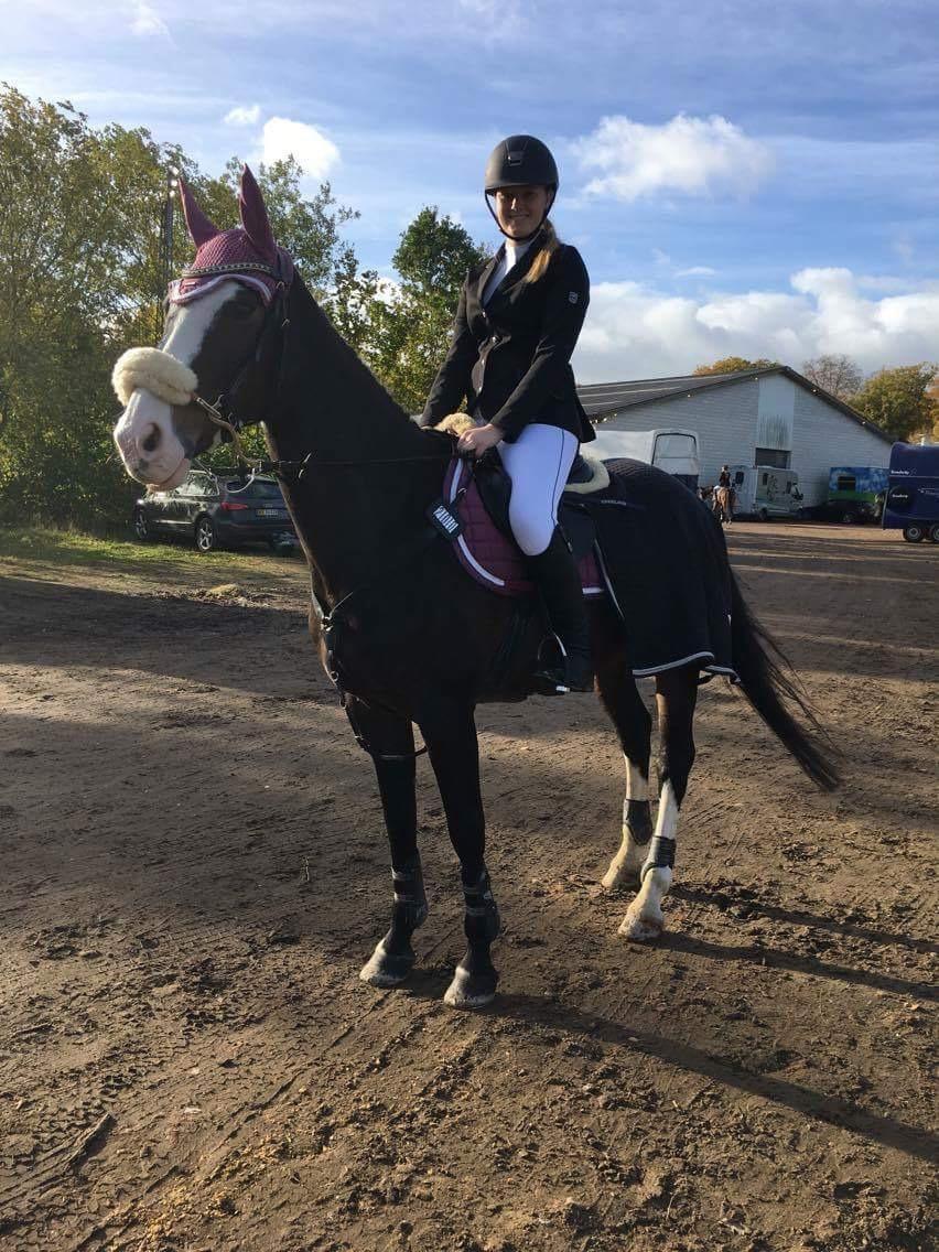 Hollandsk Varmblod Zarona R.I.P  billede 16