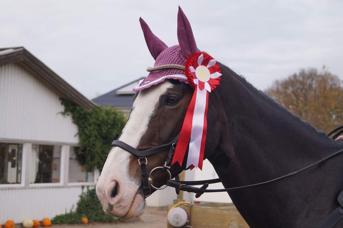 Hollandsk Varmblod Zarona R.I.P  billede 10