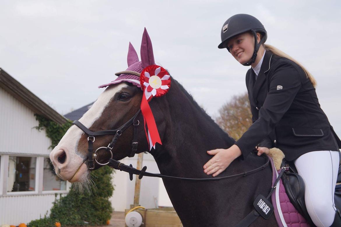 Hollandsk Varmblod Zarona R.I.P  billede 24