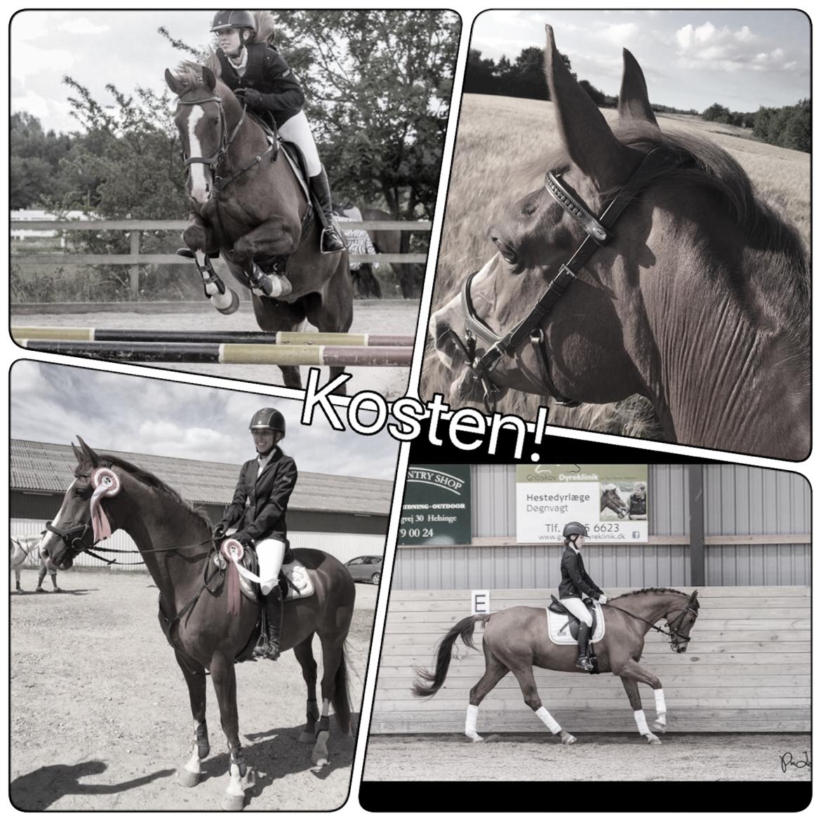 Anden særlig race Skovlunds Lacoste  billede 1