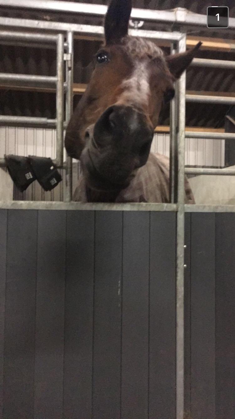 Dansk Varmblod Birkholm's ronja billede 18