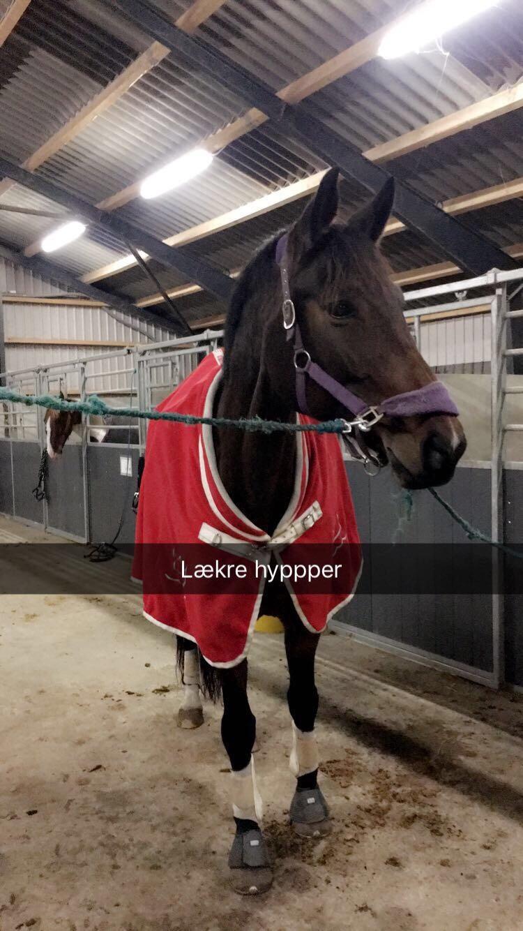 Dansk Varmblod Birkholm's ronja billede 19