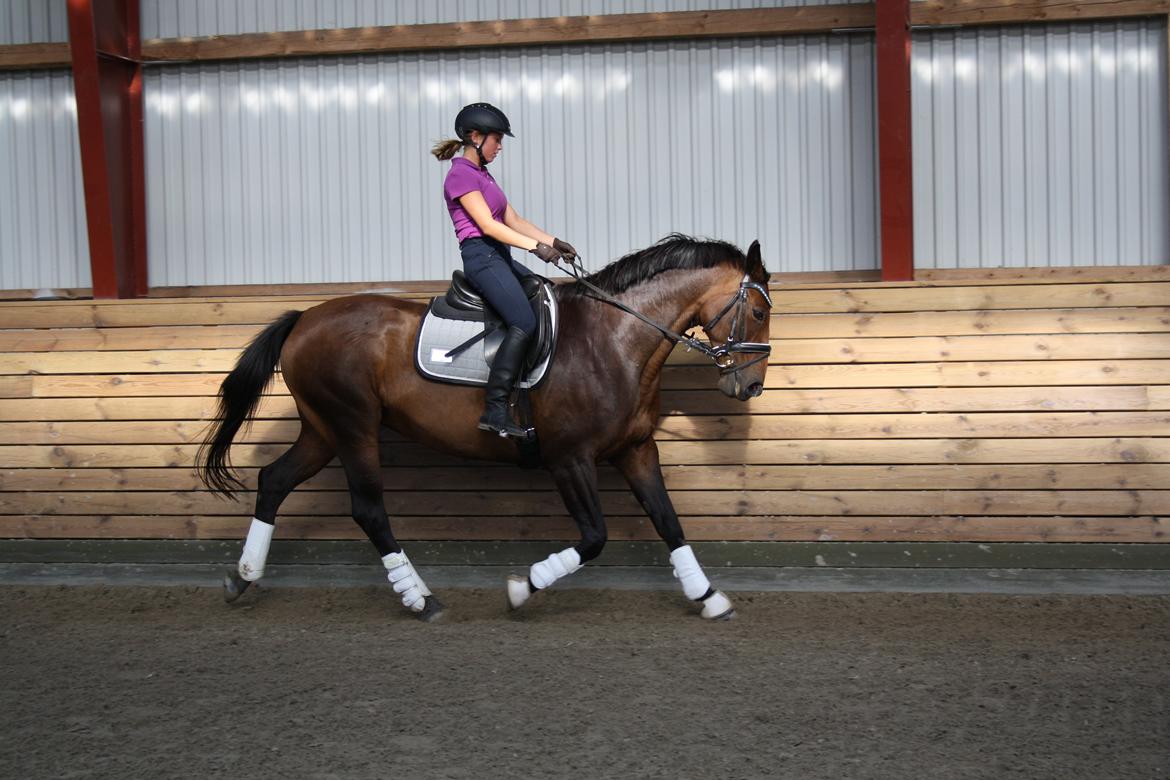 Dansk Varmblod Challenger *Tidligere hest* billede 17