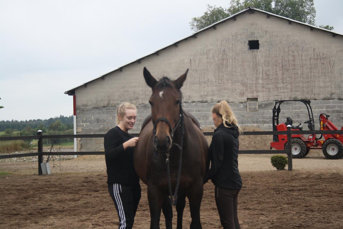 Dansk Varmblod Challenger *Tidligere hest* - Katja og Tanja undersøger Challenger. Er det en græsmave eller venter vi føl? (: billede 18