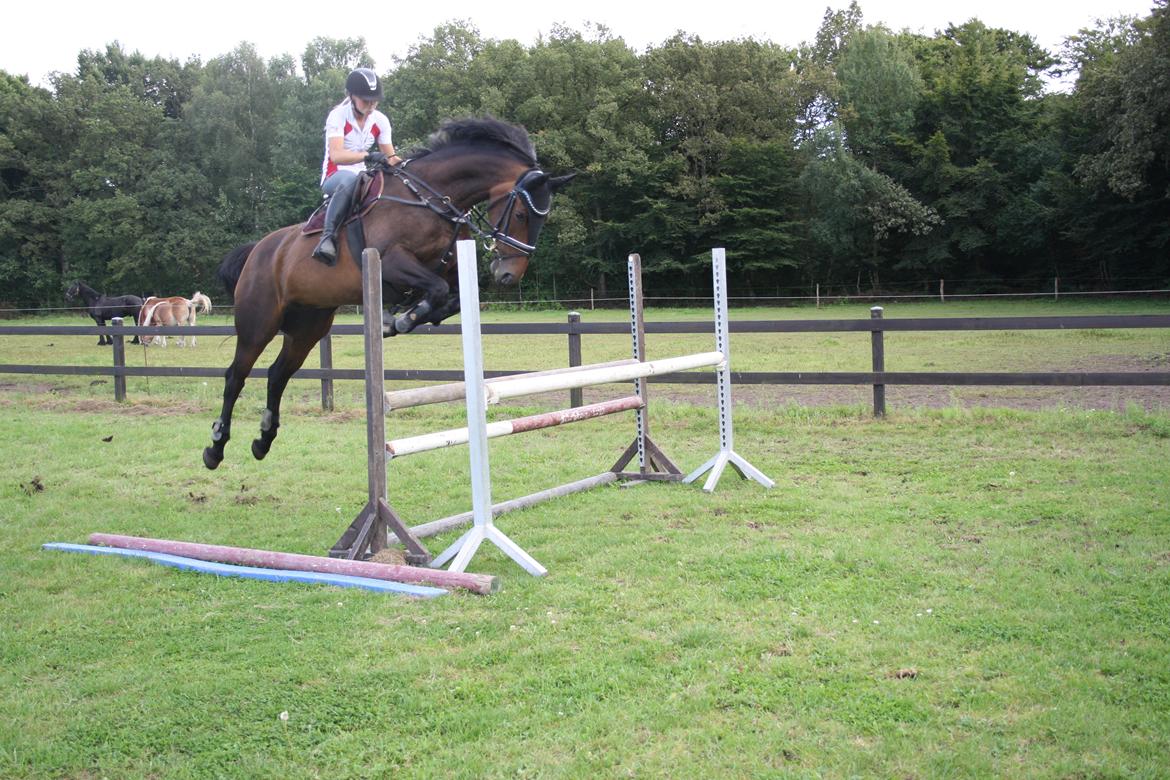 Dansk Varmblod Challenger *Tidligere hest* - Ikke alting ser lige elegant ud.. Michell sagde:"vi gør det". hesten mente noget andet, Michell gav pedal,  og hesten sprang  billede 19