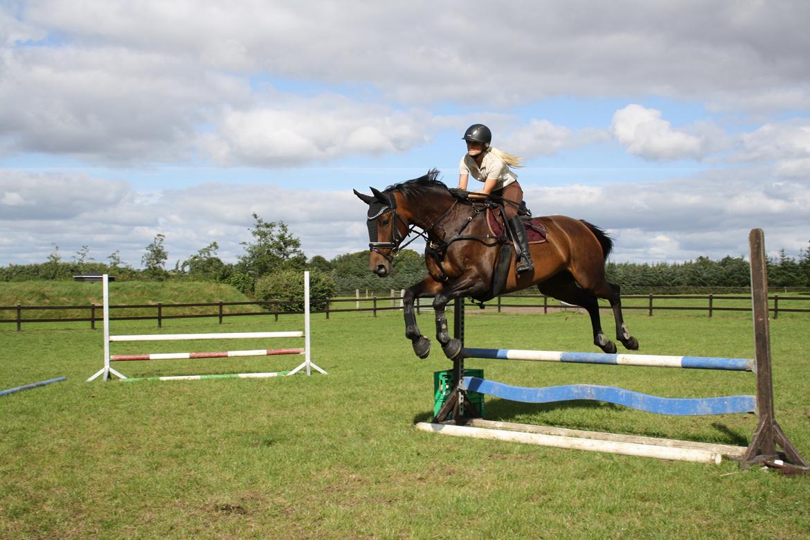 Dansk Varmblod Challenger *Tidligere hest* billede 20