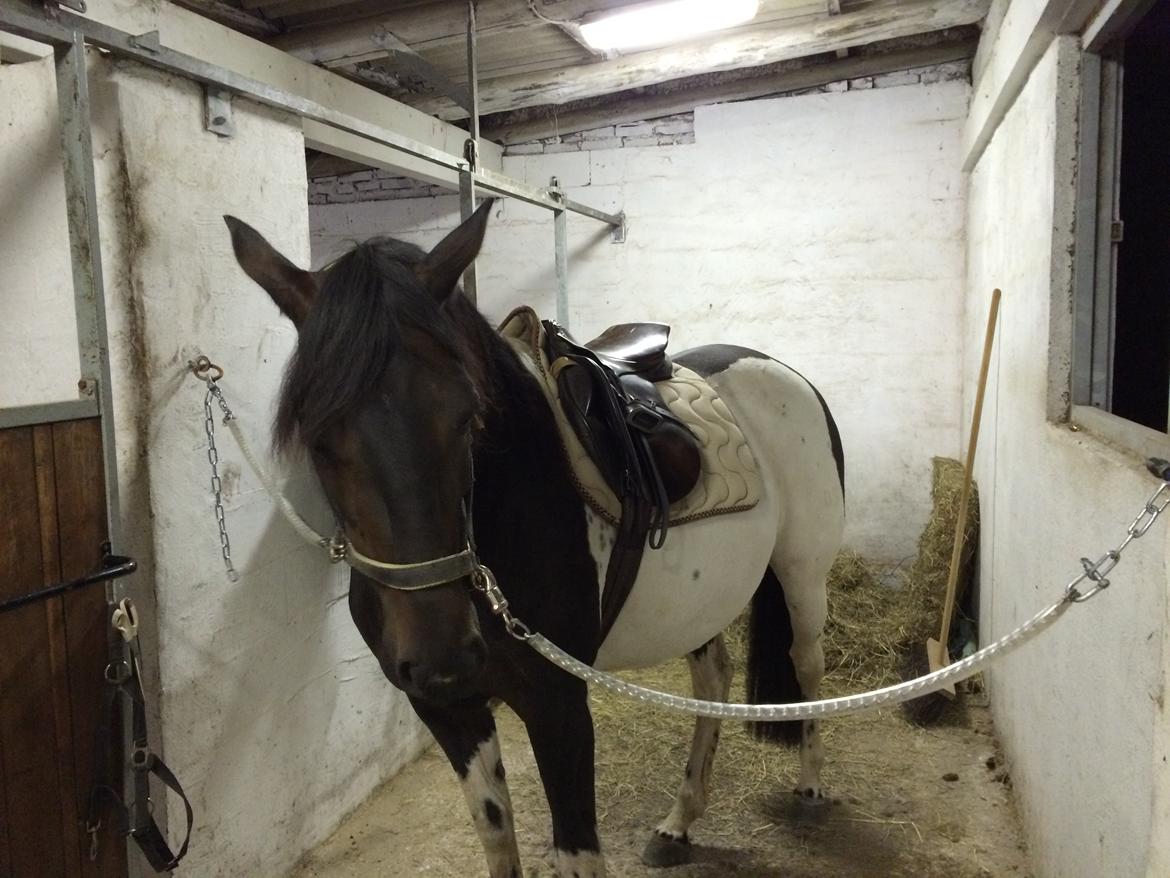 Pinto Nacoma indian - Første gang med sadel på  billede 16