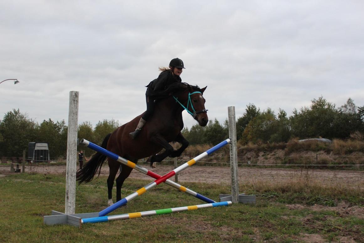 Welsh Partbred (Sec F) Palsgaard Tristan billede 13