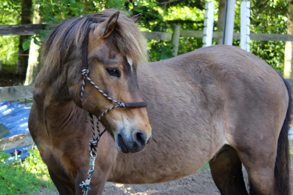 Islænder Jarpur - Mit yndlings billede af Jarpur <3 - D. 21/6-2016 billede 1