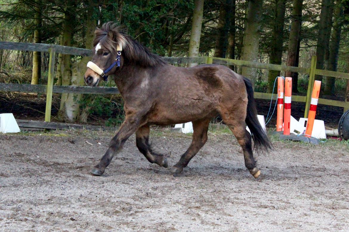 Islænder Jarpur - Japse elsker at trave løs på banen :)  billede 2