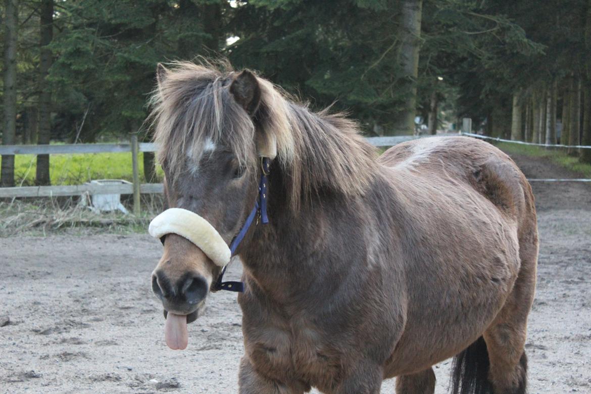 Islænder Jarpur - Jarpur i sin nye grime :)  billede 3