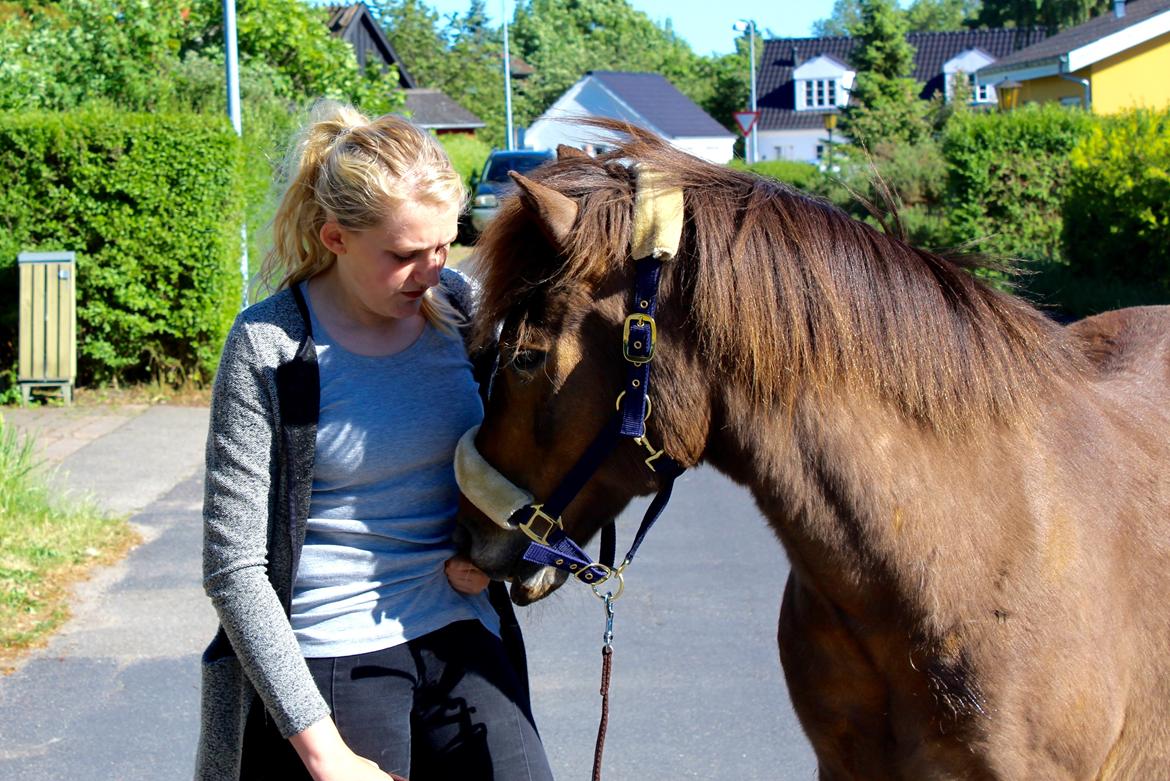 Islænder Jarpur - Hyggelig gå-tur med charmøren  billede 5